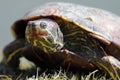 Small freshwater turtles warm up in the sun - trachemys