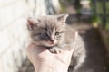 A small frightened gray kitten on the man`s arm. outdoors