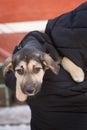 Small frightened shelter puppy Royalty Free Stock Photo