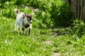 A small, frisky, playful goat, white and gray with horns frolicking on the lawn with the grass at midday in the summer