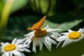 Small Fritillary Butterfly Feeding on Daisies Royalty Free Stock Photo