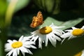 Small Fritillary Butterfly Feeding on Daisies Royalty Free Stock Photo