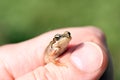 Small frog. Royalty Free Stock Photo