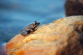 Small frog Royalty Free Stock Photo