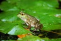 Small frog Royalty Free Stock Photo