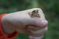 A small frog in a child& x27;s hand. Close up: a child holds a frog in his hand Royalty Free Stock Photo