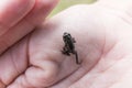 small frog