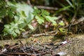 Small frog on the edge fall curb Royalty Free Stock Photo