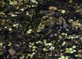 Small frog of the Everglades Royalty Free Stock Photo