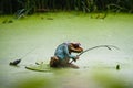 A small frog fishing with a fishing rod ornament in a green lake Royalty Free Stock Photo