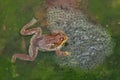 Small frog with frogspawn