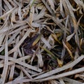 A small frog is hiding among the dry grass. Frog with camouflage skin color. Wild nature Royalty Free Stock Photo