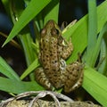 Small frog hiding in pond plants Royalty Free Stock Photo