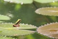 Small frog on the lotus leaf Royalty Free Stock Photo