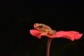 Small frog on red coloured flower Royalty Free Stock Photo