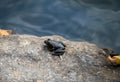 Small frog on a rock in Arkansas Royalty Free Stock Photo