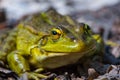 Small frog sit on a ground Royalty Free Stock Photo