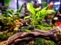 Small frog sits on top of a log in a terrarium