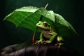 Small frog with umbrella Royalty Free Stock Photo