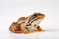 Small frog on a white table in a photo studio. A small amphibian from Central Europe Royalty Free Stock Photo