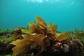 Small frond of brown kelp