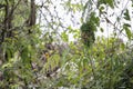 The small in front of nest bird on tree in nature at thailand Royalty Free Stock Photo