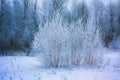 Small frosted trees in forest snowfield Royalty Free Stock Photo