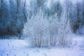 Small frosted trees in forest snowfield