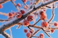 Small frozen apples