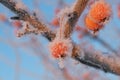 Small frozen apples