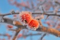 Small frozen apples