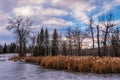 Frozen pond with cattails in Winter