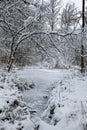 Small frozen pond in a snow covered forest in Switzerland, Europe. Wide angle, real time, no people Royalty Free Stock Photo