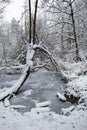 Small frozen pond in a snow covered forest in Switzerland, Europe. Wide angle, real time, no people Royalty Free Stock Photo