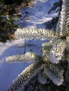 A small frozen spruce branch Royalty Free Stock Photo