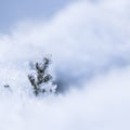 A small frozen thuja branch in the snow. Natural winter and Christmas background