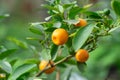 Small fruit citrus kumquat on tree in garden close-up. Royalty Free Stock Photo