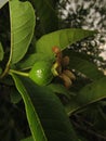 Small fruit of the common guava tree (Psidium guajava) Royalty Free Stock Photo