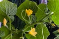 Small fruit and flowers of cucumber