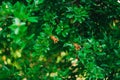 A small fruit of a pomegranate on a tree. Royalty Free Stock Photo