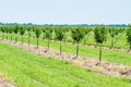 Small fruit trees