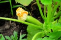 A small fruit of a vegetable marrow in a garden bed with a bright yellow flower Royalty Free Stock Photo