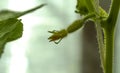 small fruits of growing cucumbers on a bush,