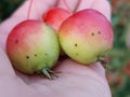 Malus prunifolia fruits Royalty Free Stock Photo