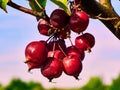 small fruits of wild apple tree