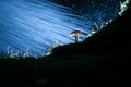 Small fungi mushroom on green moss with dark backgrounds and a tree trunk. Autumn scene with backlighting, atmospheric lighting Royalty Free Stock Photo