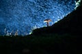 Small fungi mushroom on green moss with dark backgrounds and a tree trunk. Autumn scene with backlighting, atmospheric lighting Royalty Free Stock Photo