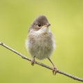 Small funny angry baby bird