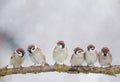 small funny birds sit on a branch in the garden under the falling snow in winter