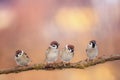 funny birds sit on a branch in a Sunny spring garden Royalty Free Stock Photo